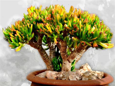 Crassula Ovata Gollum Growth And Care Guide For The Gollum Jade