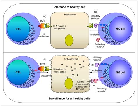 Killer T Cell Diagram