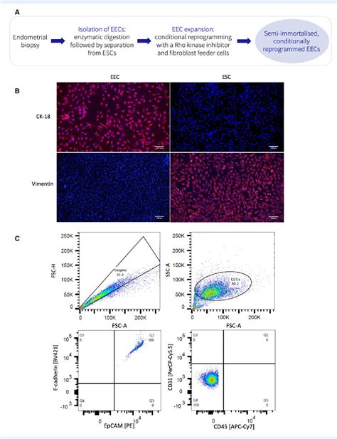 Figure 2 From A 3D Endometrial Organotypic Model Simulating The Acute