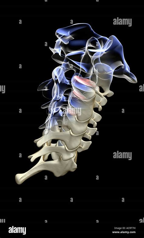 Vertebras cervicales anatomia fotografías e imágenes de alta resolución