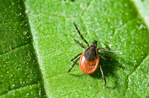 Types Of Tick Bites