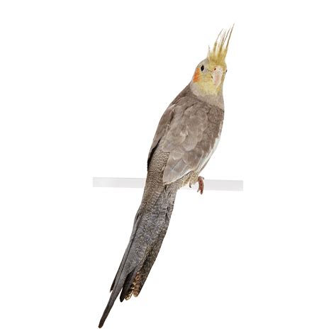 Cockatiel Bird Transparent - PNG All