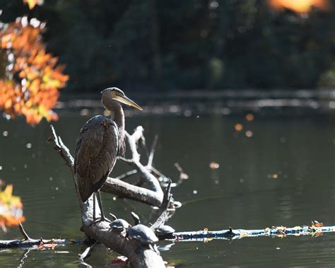 Prospect Park