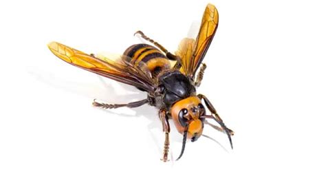 European Hornet Vs Asian Giant Hornet