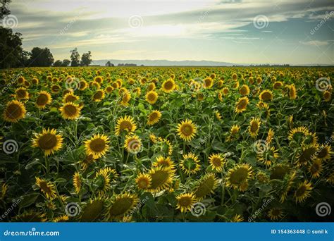 Sunflower Fields In Dixon California Stock Photo Image Of Sunflower