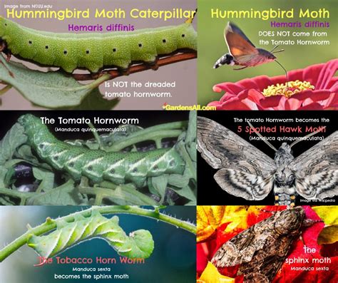 Hummingbird Moth Caterpillar - Hemaris Diffinis - Facts and Myths - GardensAll