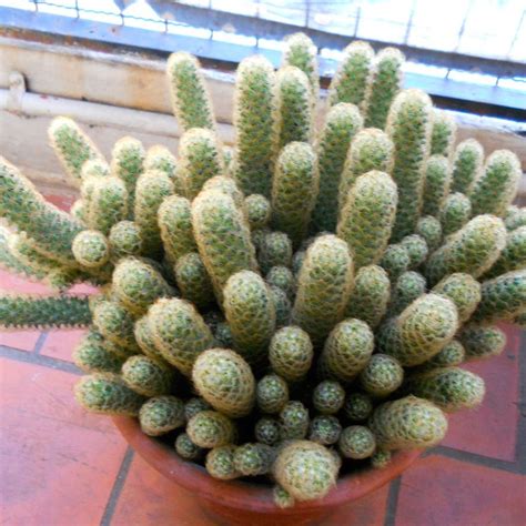 Mammillaria Elongata Cuidados Y Reproducción 🌱 Th Cactus