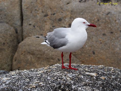 What’s Lurking In Your Backyard? – #12 Silver Gull – Habitat Ecology