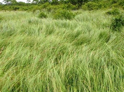 How To Grow Use And Care For Woolfruit Sedge Grass Carex Lasiocarpa Agric4profits