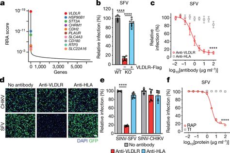 A CRISPRCas9 Screen Identifies VLDLR As A Host Factor For SFV