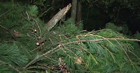 Strong Winds Bring Down Trees Power Lines Cbs Boston