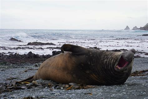 This Week At Macquarie Island 26 August 2022 Australian Antarctic