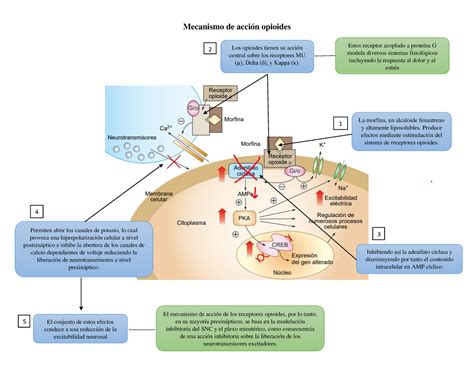 Mecanismo De Ação Opióides Retoedu