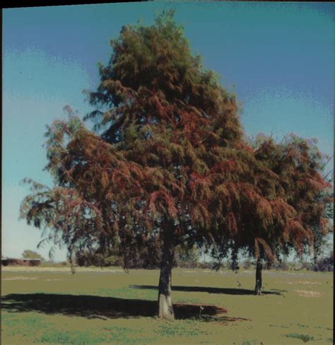 Texas Ash Shade Tree Womack Nursery