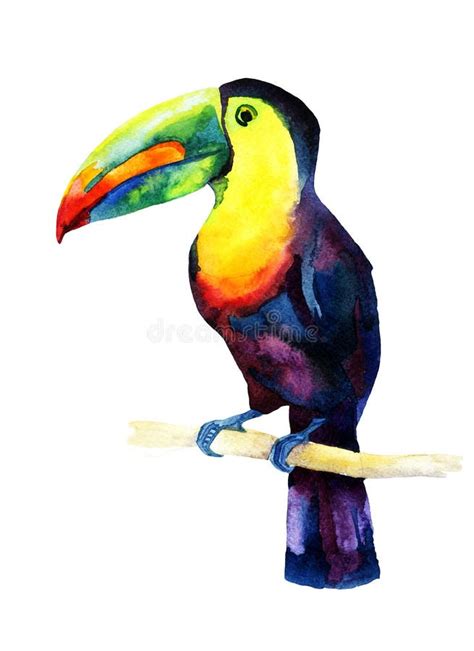 Oiseau De Toucan D Aquarelle Se Reposant Sur Une Branche Illustration