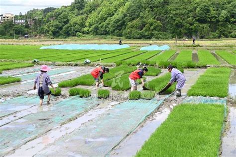 贵州剑河：党员志愿者田间助农 人民图片网