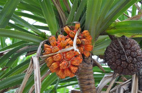 Pandanus Tree Fruit | Fruit Trees