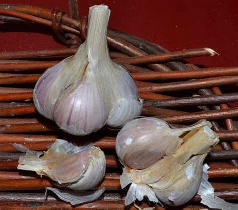 Certified Organic Asiatic Garlic Whistling Duck Farm