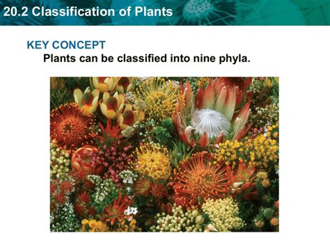 20.2 Classification of Plants Angiosperms