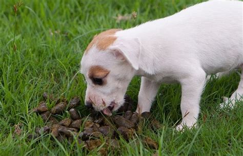 Should I Worry that My Dog Eats Poop? Reasons for Dogs and Pups Eating ...