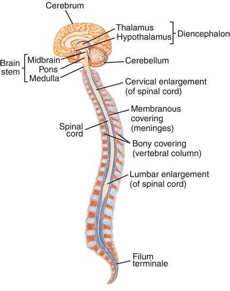 Nervous System Diagram Labeled For Kids