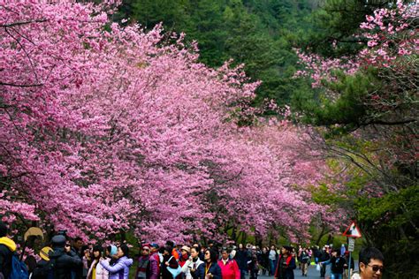 2023武陵農場櫻花攻略！櫻花即時花況，武陵農場門票、景點資訊