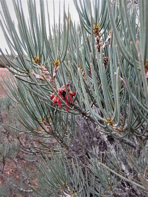 Melaleuca Tuberosa From Norseman WA 6443 Australia On July 16 2021 At