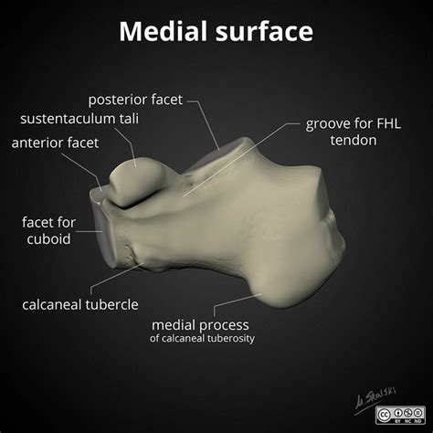 Calcaneus Fracture The Lovers Fracture Kwak Talk