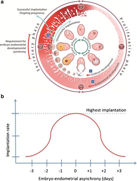 A Functional Embryo A Receptive Endometrium And A Synchrony Between