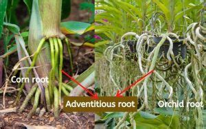 Explained! 3 Types of Roots, Functions of Roots, TapRoot, Fibrous & Adventitious Roots