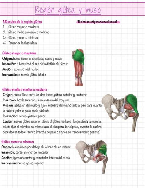 Músculos de la región glútea y muslo laurav98o uDocz