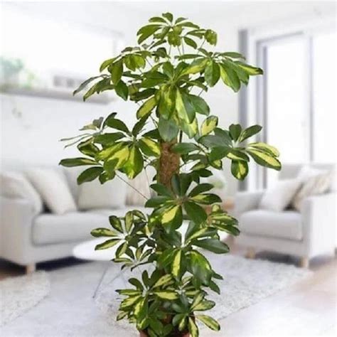 How To Grow Schefflera Arboricola From Cuttings Artofit