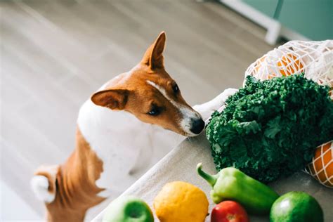 What Fruits And Vegetables Can Dogs Eat Rawz