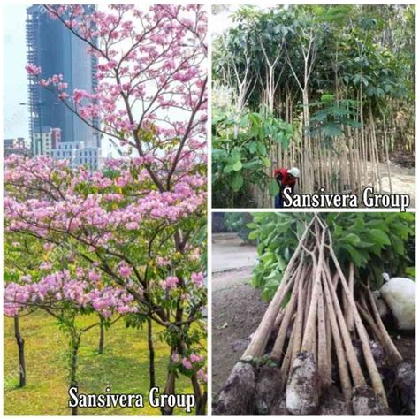 Promo Pohon Tabebuya Rosea Pink Tanaman Tabebuia Bunga Pink Sakura