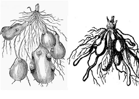 Tuber types – Botanical online