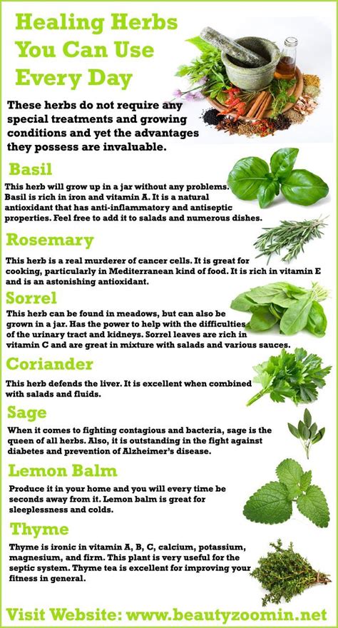 Best Healing Herbs To Grow Back Gardener