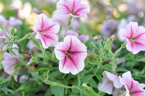 How To Grow And Care For Petunias Martha Stewart