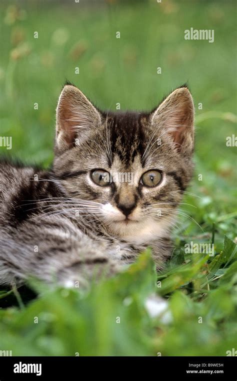 Felis Catus Hi Res Stock Photography And Images Alamy