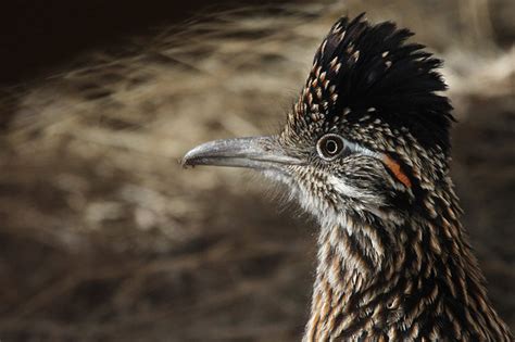 Img7869 Grro 72dpi 12inch Ebird Greater Roadrunner Grro Flickr