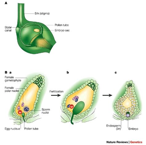 Difference Between Internal and External Fertilization | Definition ...