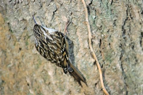 Grimpereau Des Jardins Certhia Brachydactyla Short Toed Treecreeper