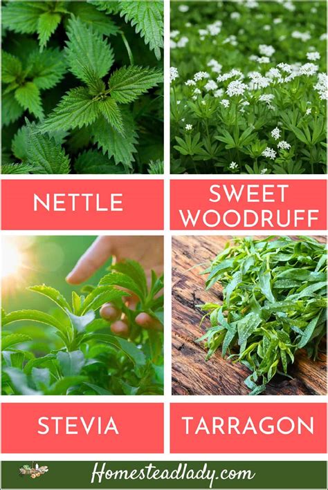 50+ Herbs That Grow in Shade • Homestead Lady