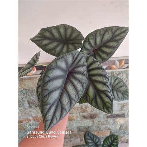 Jual TANAMAN HIAS ALOCASIA ALOKASIA DRAGON SCALE CANTIK BERKUALITAS