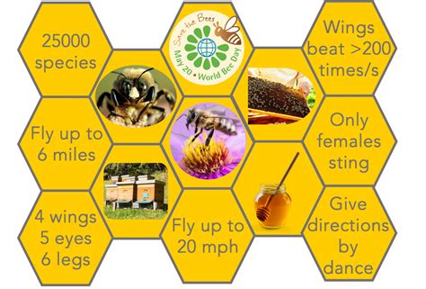 World Bee Day Raman Mapping Of Pollen Edinburgh Instruments