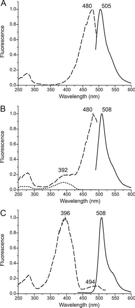 Normalized Excitation Dashed Lines And Emission Solid Lines Spectra