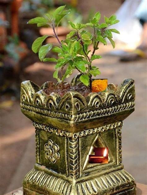 Potted Tulsi Plant For Worship Tulasi Maa Tulsi Plant Tulasi Plant