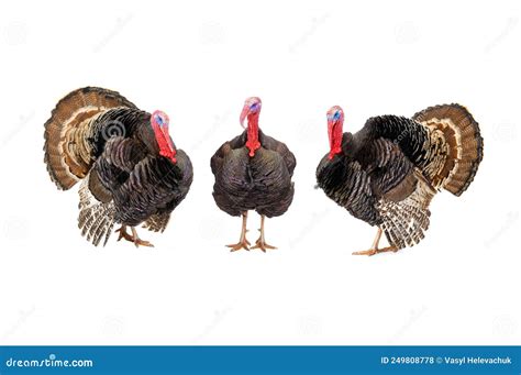 Bronze Turkeys Isolated On A White Background Stock Photo Image Of