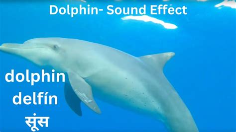 Dolphin Sound Effect Youtube