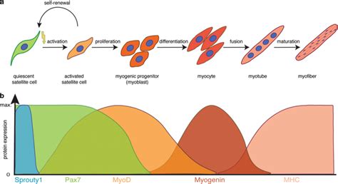 Myogenic Lineage Progression And Expression Profile Of Key Myogenic