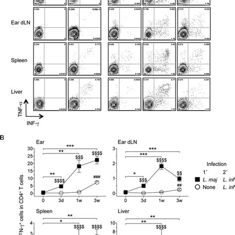 Kinetic of IFN γ producing CD4 T cells in the skin and viscera after